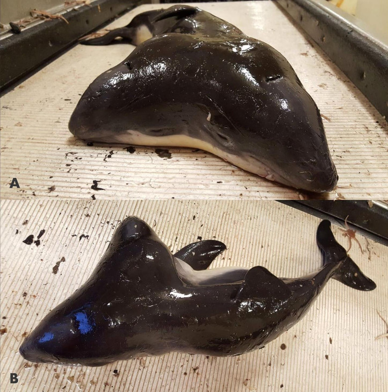 Рыбаки из Голландии поймали дельфина с двумя головами