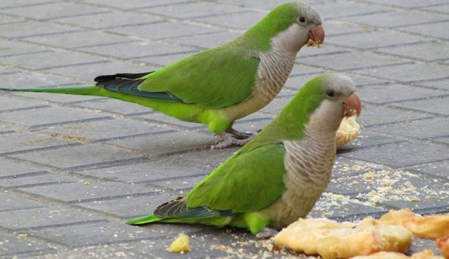 Испанскую столицу заполонили попугаи-вредители