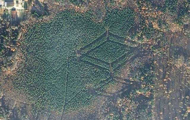 Леса Смоленской области удивили исследователей загадочными символами