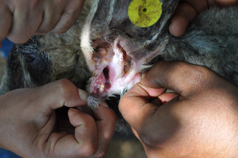 В Турции у овцы-мутанта вторая челюсть в ухе, а в Аргентине родился "козел-дьявол"