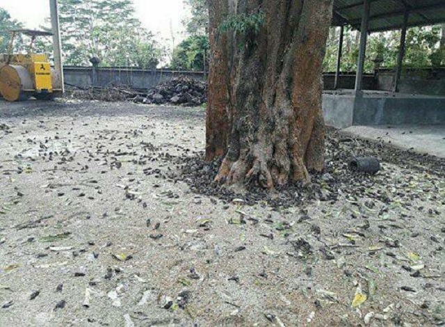 Загадочное явление на Бали: тысячи мертвых птиц падают с неба