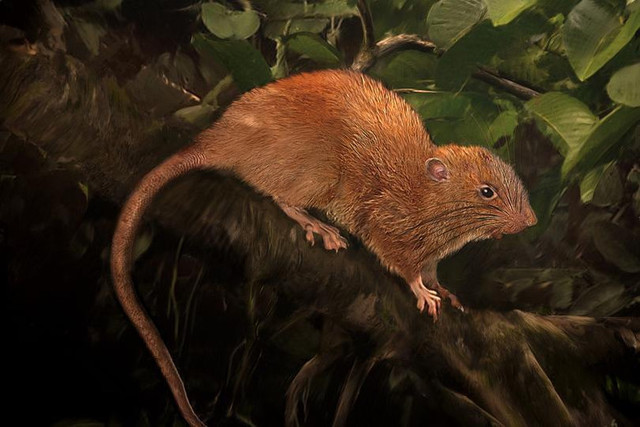 Зоологи нашли на Соломоновых островах мифическую гигантскую крысу