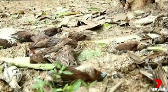 Загадочное явление на Бали: тысячи мертвых птиц падают с неба