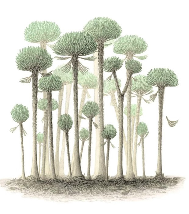деревья вида кладоксилопсид (cladoxylopsid) достигали 12 метров