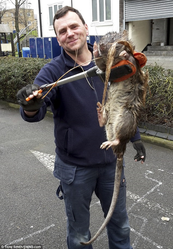 Для борьбы с крысами британские генетики создали крысу-геномутанта (5)