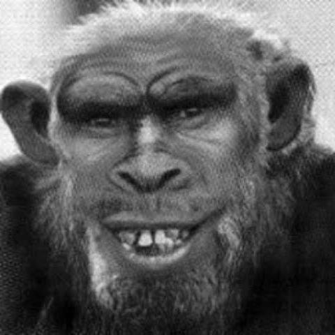 шимпанзе, обезьяна, лаборатория, Гордон Гэллап