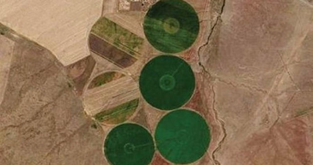 На полях Казахстана замечены гигантские круги зеленого цвета