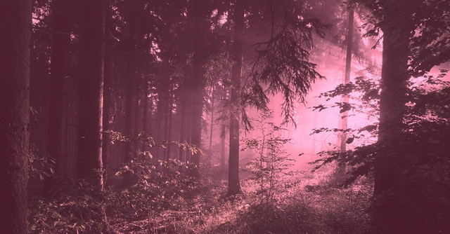туман, розовый туман