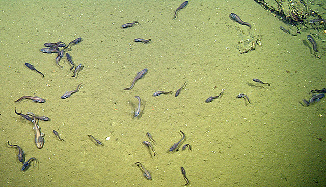 рыба, мертвая зона, Калифорнийский залив, загадка природы