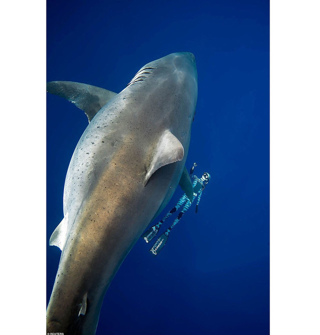акула, белая акула, Shark Week, Темно-синяя