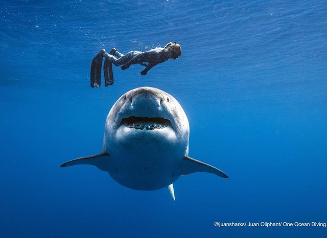 акула, белая акула, Shark Week, Темно-синяя