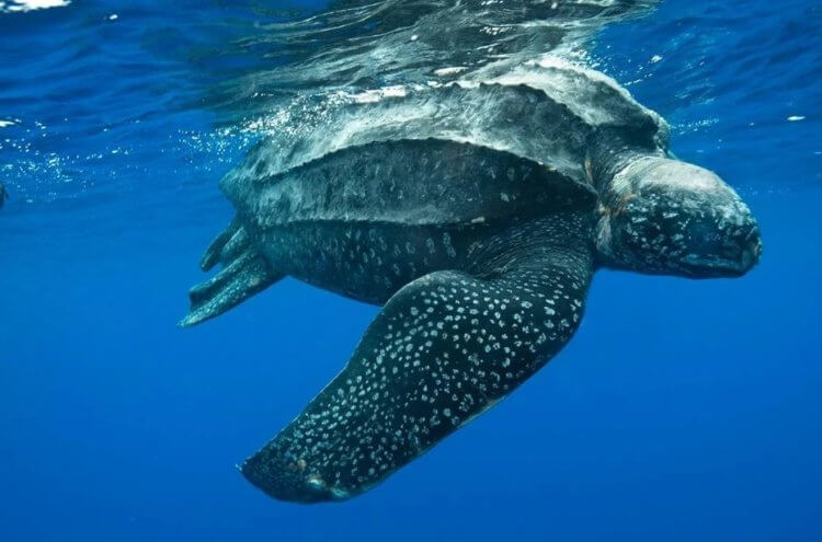 Кожистая черепаха под водой