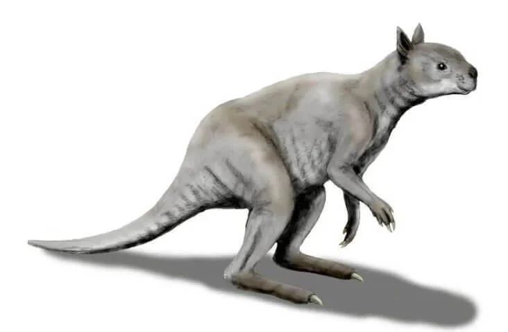 Предки современных кенгуру выглядели примерно так