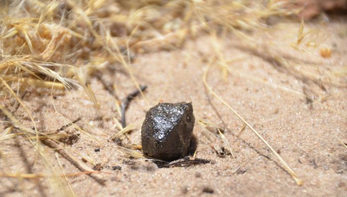 Ботсванский метеорит оказался частью астероида Веста