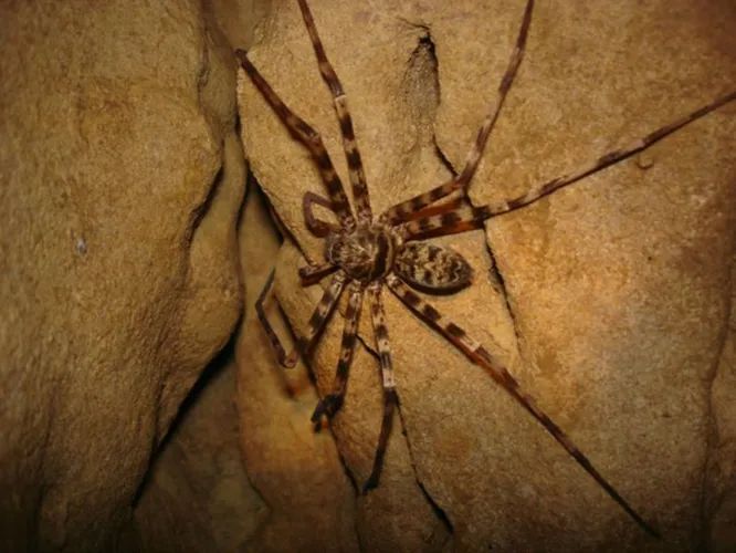 Гигантский паук-охотник — один из самых крупных пауков в мире