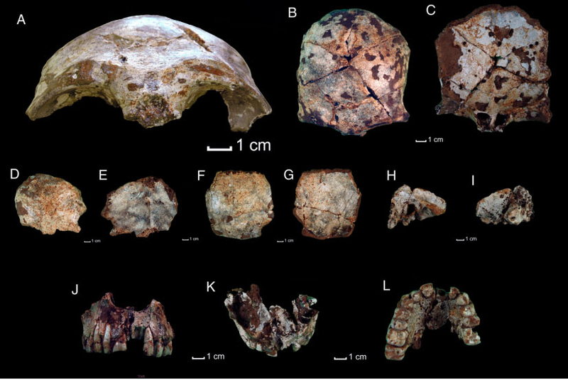 Фрагменты черепа из пещеры Там-Па-Линг