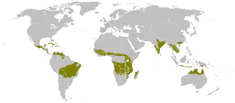 Мировая карта саванн (многие районы спорны)
