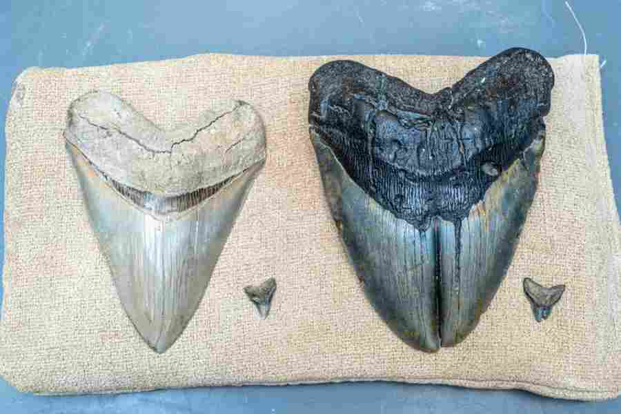 «Здоровые» зубы Otodus megalodon (большой) и Carcharhinus leucas (слев