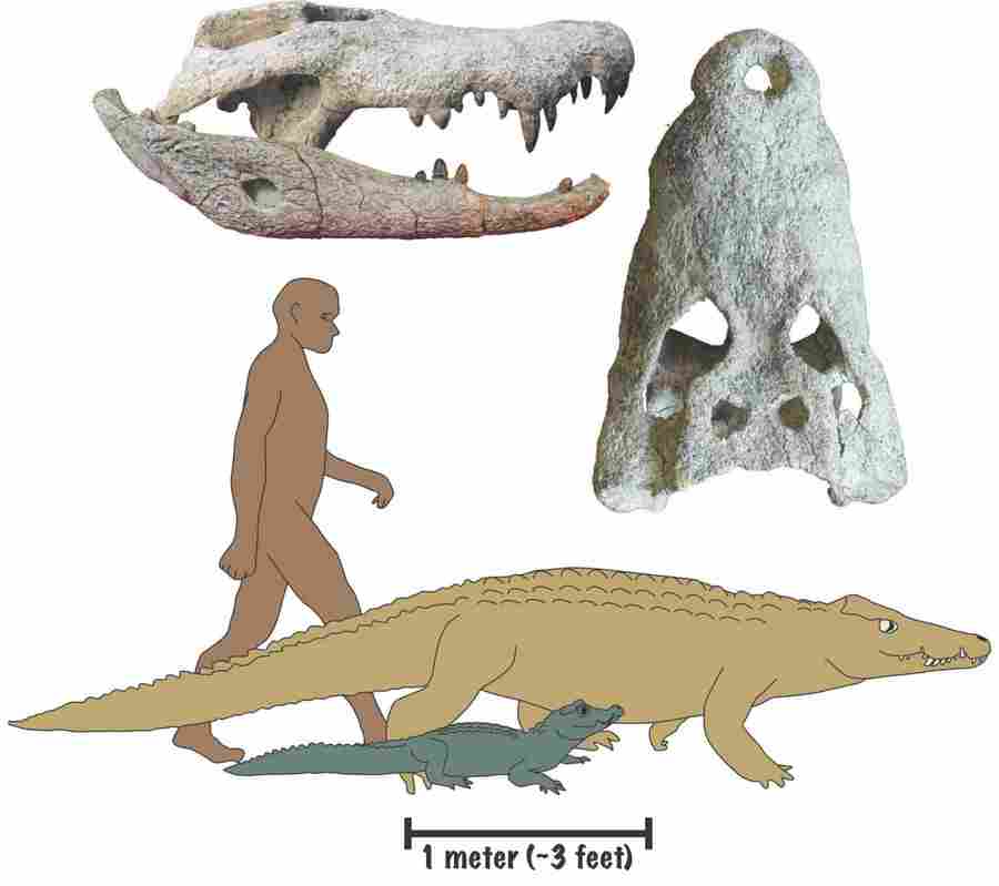 Новый вид крокодилов (золотистый) в сравнении с ближайшим родственнико
