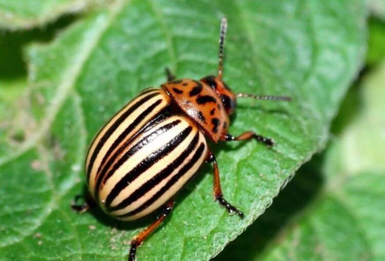 Колорадские жуки распространились по миру по мере развития транспорта
