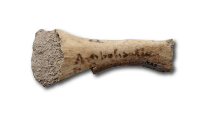 По одной берцовой кости ученые обнаружили неизвестный ранее вид гигант