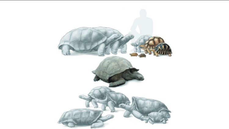 Вымершие и ныне живущие виды мадагаскарских черепах