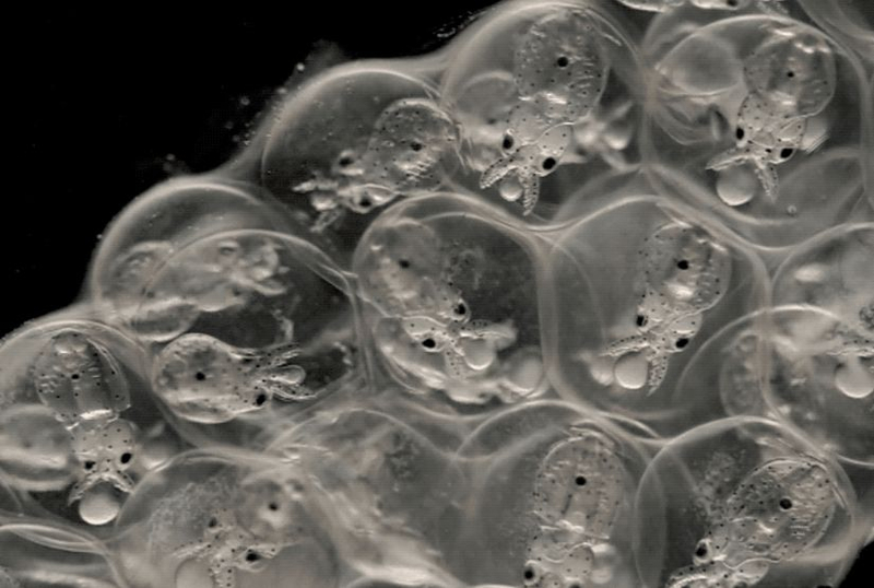 Ученые выяснили как формируется мозг у эмбрионов кальмаров