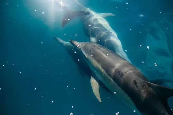 Ученые узнали, почему дельфины помогают людям ловить рыбу