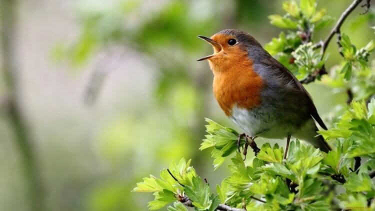 Птицы обладают сложным голосовым аппаратом (сиринксом)
