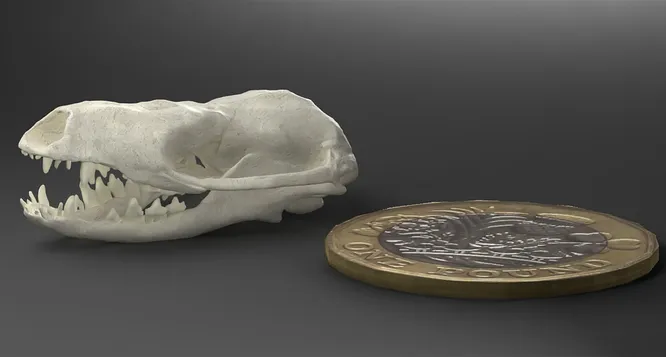 Цифровая модель черепа мелкого предка млекопитающих юрского периода