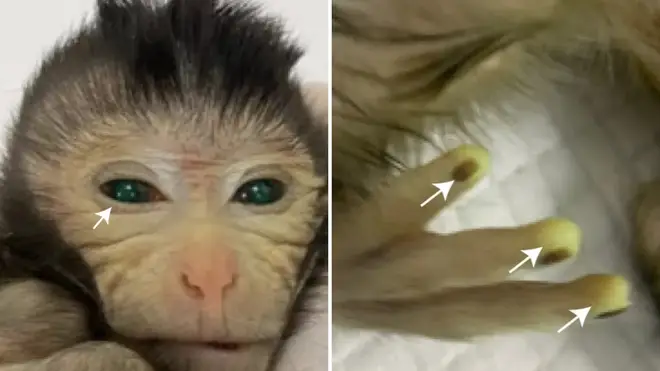 Ученые в Китае создали "франкенштейновскую" обезьяну-химеру