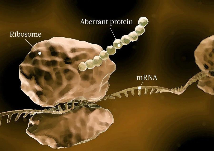 Когда рибосомы допускают ошибки при трансляции мРНК, образуются аберра