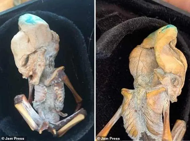 Найденный в Колумбии мумифицированный зародыш с удлиненным черепом