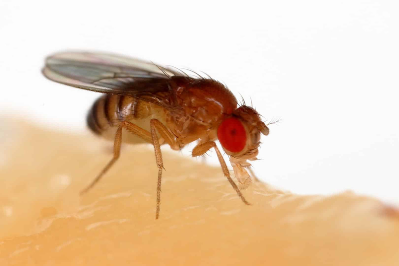 Грязный воздух изменил половые предпочтения насекомых