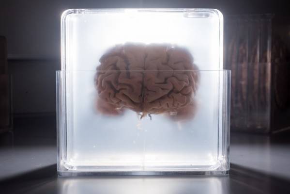 Можно ли загрузить мозг в компьютер — и стоит ли пытаться?