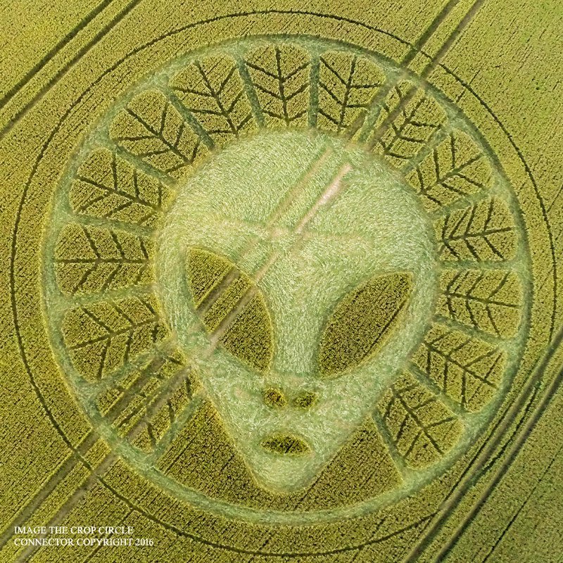 Изображение лица инопланетянина появилось на полях в графстве Суррей, Великобритания