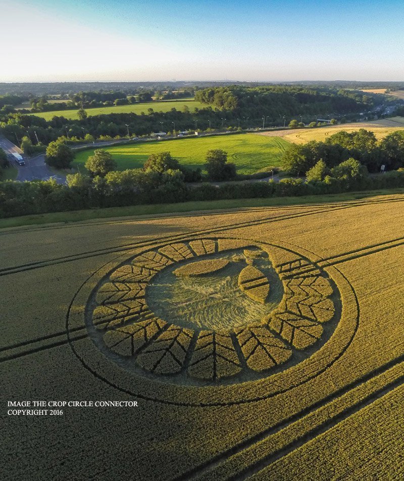 Изображение лица инопланетянина появилось на полях в графстве Суррей, Великобритания