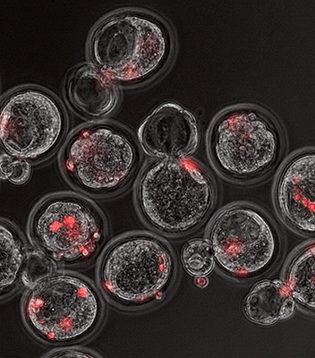 Стволовые клетки человека (красные) в эмбрионах мышей на стадии бласт