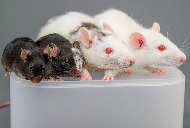 Слева направо: обычная мышь, мышь с клетками крысы