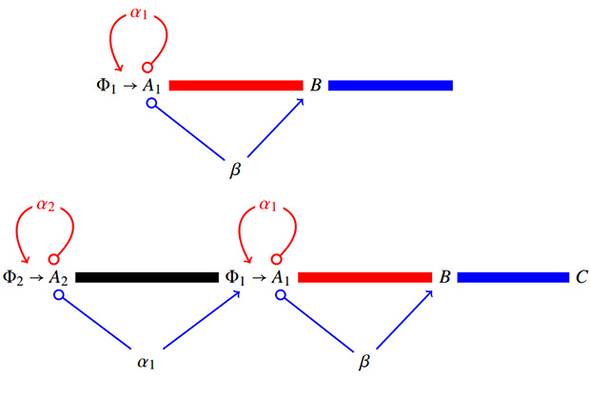 Схема превращений клеток первого порядка (наверху) и второго (внизу)