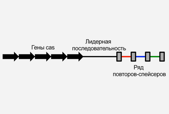 Схематическое изображение CRISPR