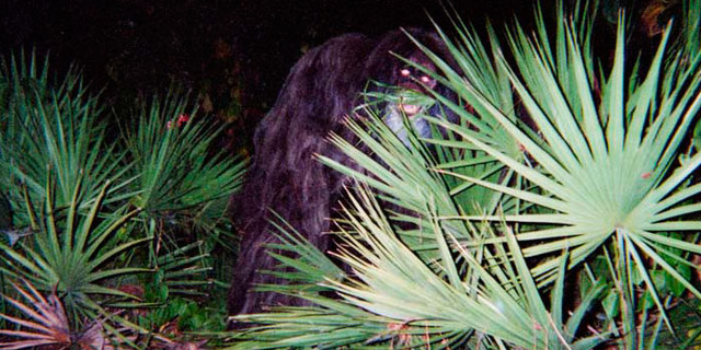 Фотография странной обезьяны, отправленная в 2000 году