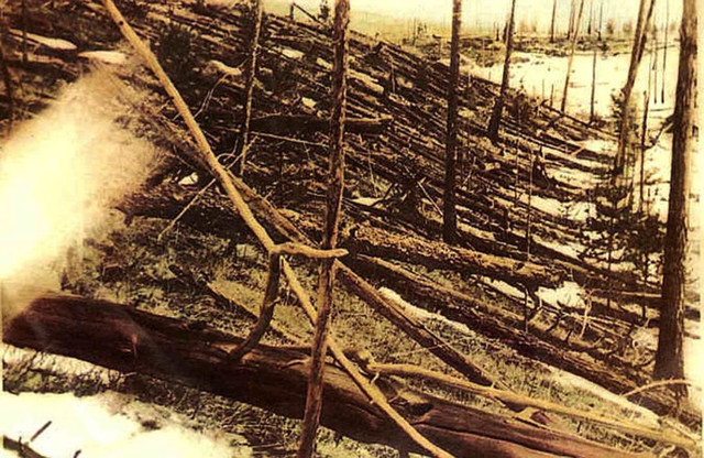 Лес, поваленный в районе катастрофы. Снимок сделан спустя почти 20 лет