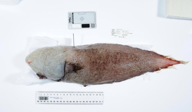 У берегов Австралии выловили рыбу "без лица"