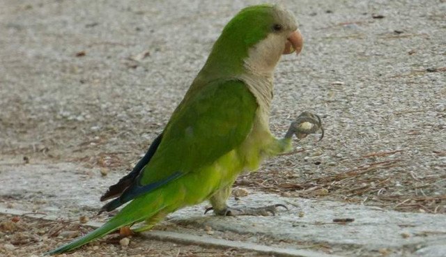 Испанскую столицу заполонили попугаи-вредители