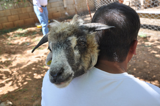 В Турции у овцы-мутанта вторая челюсть в ухе