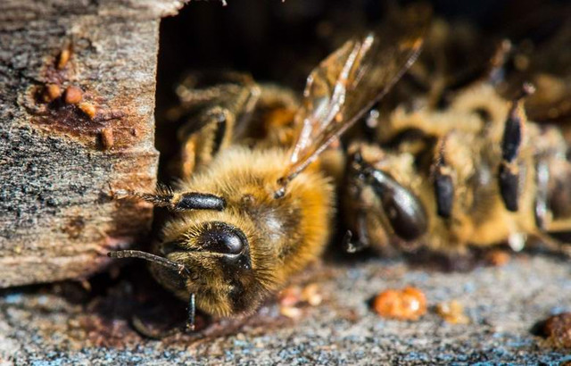 Вымирающие пчелы стремительно приближают конец света
