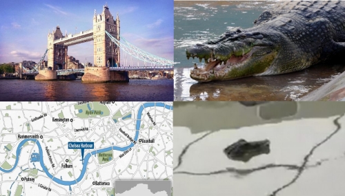 В Темзе обнаружены крокодилы. Лондон в панике!