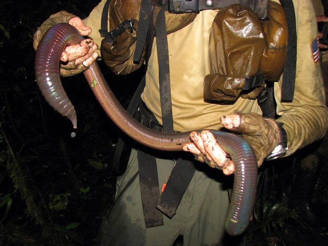 Австралийский гигантский дождевой червь (Megascolides australis)