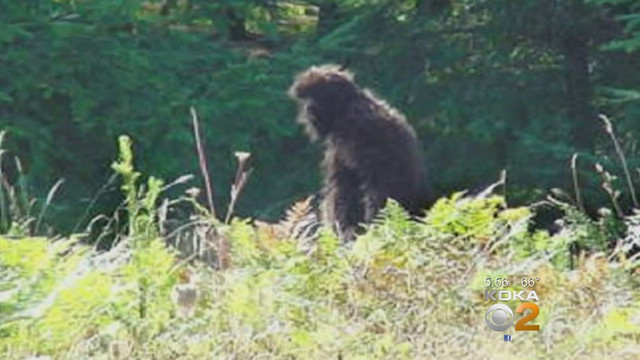 Существо, попавшее на видео в лесу Пенсильвании. Бигфут или медведь?